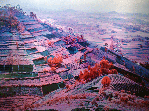 Congo-in-Pink-and-Green